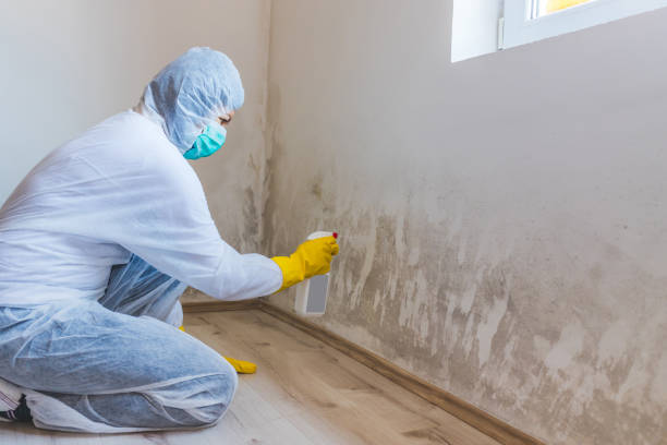 Licensed Mold Remediation service in Stony Creek, VA - WQB Mold Removal